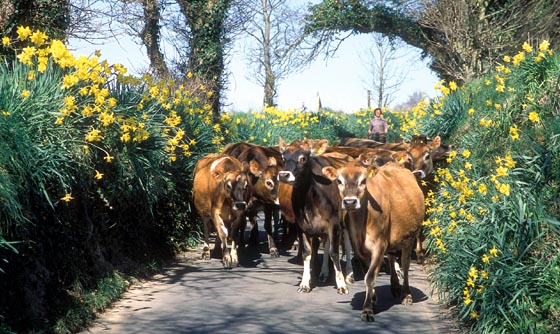 Vaches Jersiaises. © Stuart Abraham