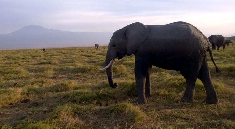 Amboselli, éléphants devant le Kilimandjaro