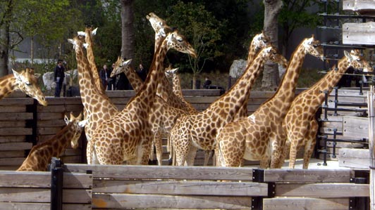 Girafes au zoo de Vincennes