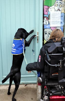 Floride, chien d'assistance, au travail.