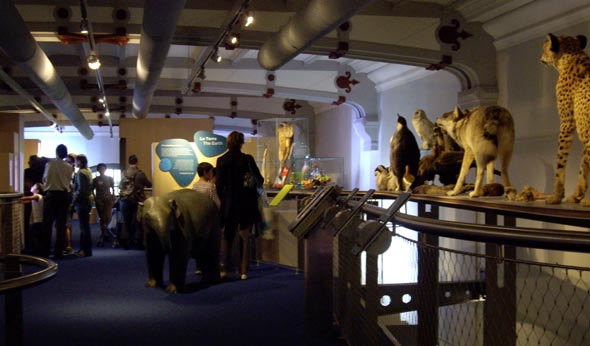 Muséum, Galerie des enfants.