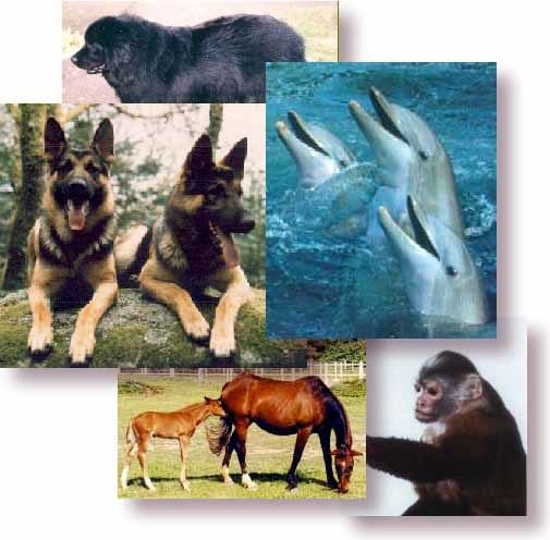 Des animaux utiles… et d’autres moins