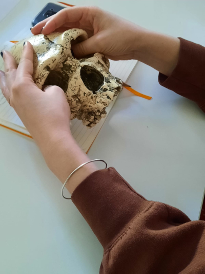 Découverte tactile d'un crâne préhistorique
