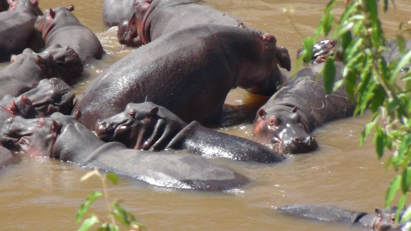 Hippopotames dans la rivière Mara au Masai-Mara