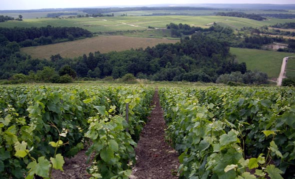 Paysage champenois