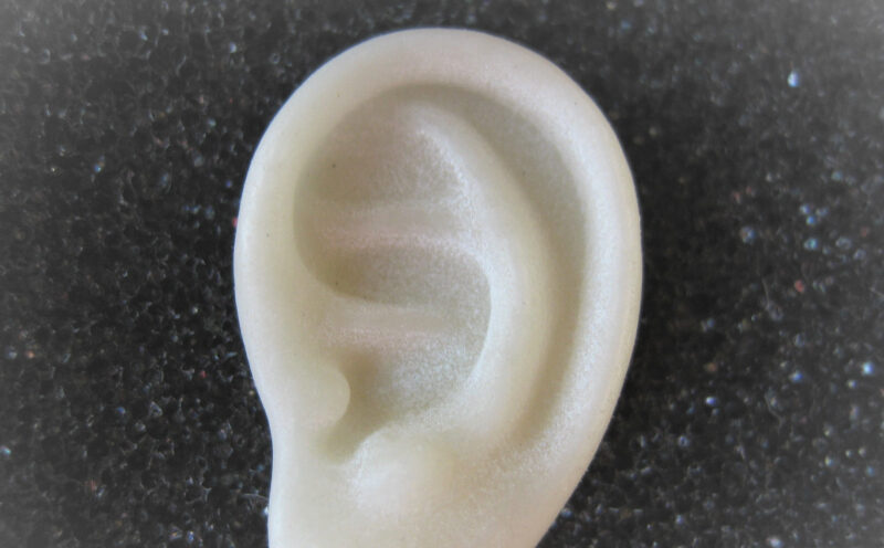 Une Oreille blanche méconnue