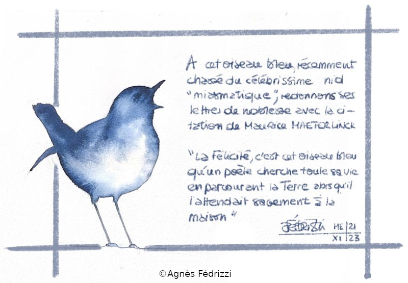Réhabilitation de l’oiseau bleu ©Agnès Fédrizzi