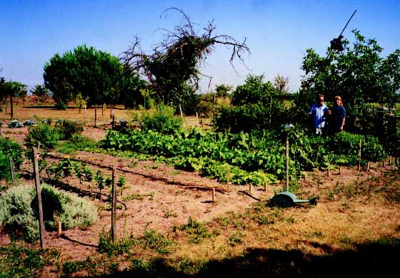 Jardin potager avec fil de guidage.