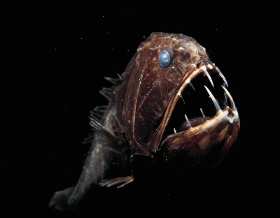 Un Anoplogaster cornuta