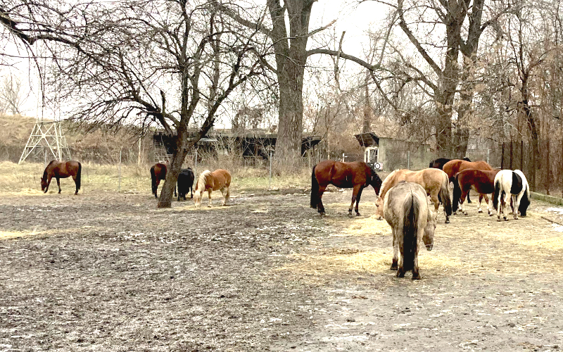 Une partie des chevaux utilisés pour l’hippothérapie et l’équitation classique ©Pauline Boudier